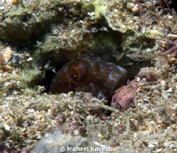 Seaweed Blenny peaking out of his burrow on the Big coral... by Michael Kovach 